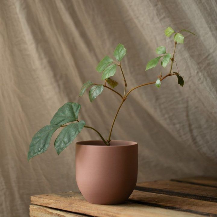 Gėlių vazonas Shire Rose 10 x 9,5 cm
