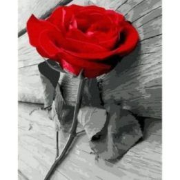 Tapyba pagal skaičius Scarlet Rose 40x50 cm