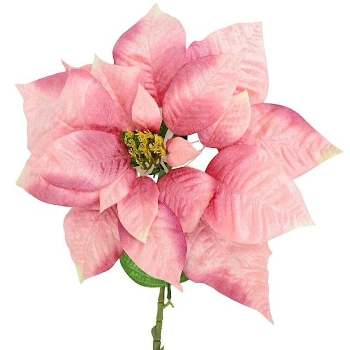 Kalėdinė puansetija, 30 cm, rožinė