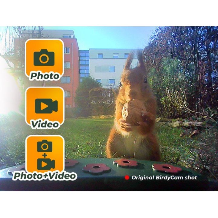 Paukščių lesyklėlė-kamera su judesio aptikimu Easypix BirdyCam