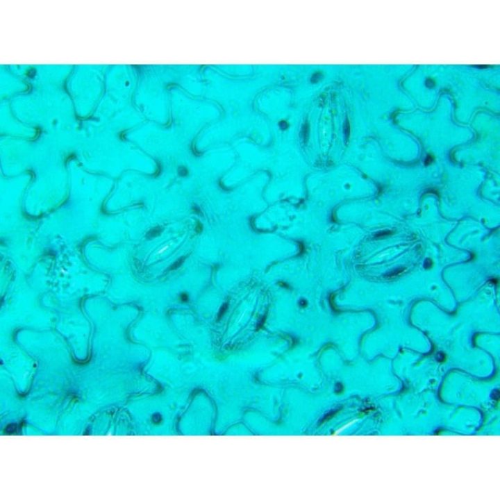 Optinis mikroskopas Delta Optical BioStage II, 40–400×