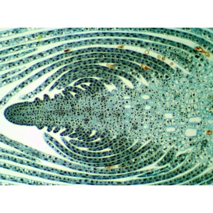 Optinis mikroskopas Delta Optical BioStage II, 40–400×