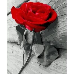 Tapyba pagal skaičius Scarlet Rose 40x50 cm