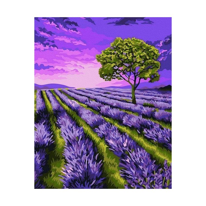 Tapyba pagal skaičius Levandų laukas 40x50 cm