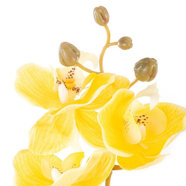 Dirbtinė orchidėja Falení Honey, 10 vnt.